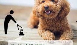 热点爆料狗狗系列视频,萌宠日常，欢乐无限